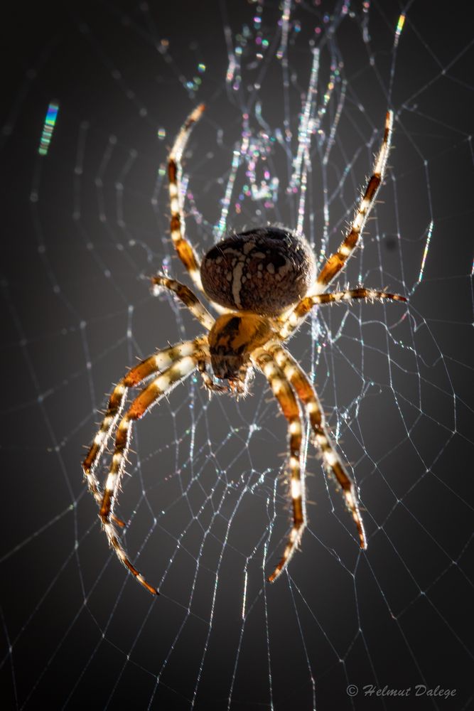 Spinne im Netz