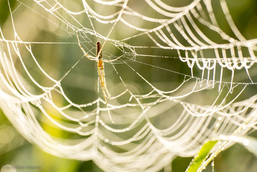 Spinne im Netz