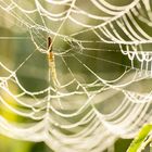 Spinne im Netz