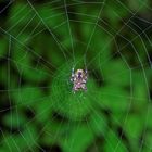 Spinne im Netz