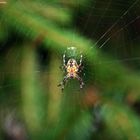 Spinne im Netz