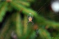 Spinne im Netz