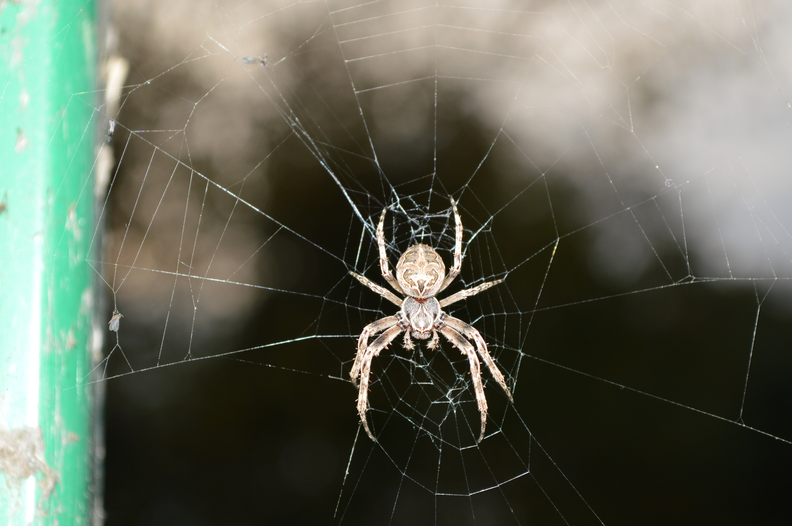 Spinne im Netz