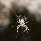 Spinne im Netz