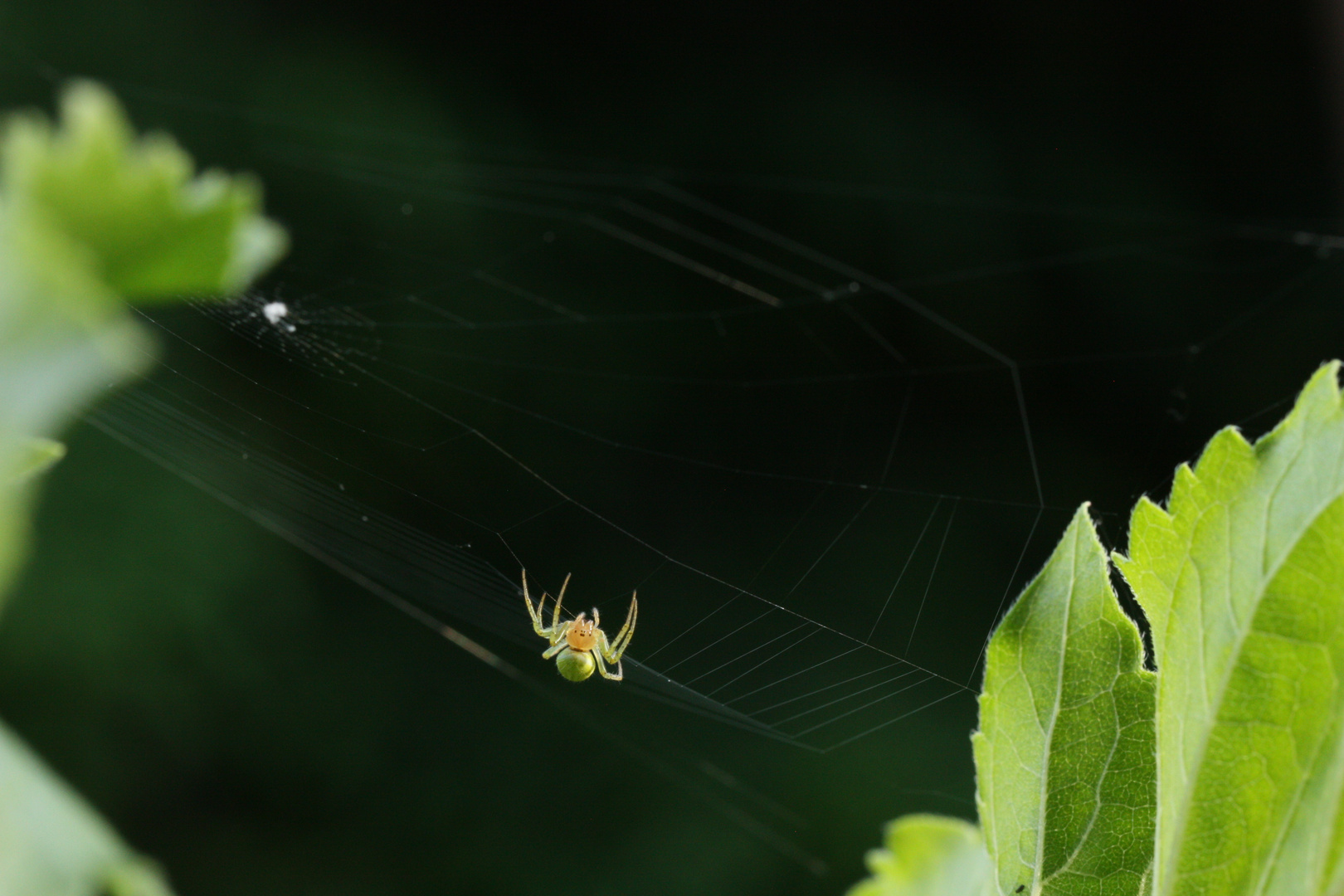 Spinne im Netz