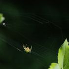 Spinne im Netz