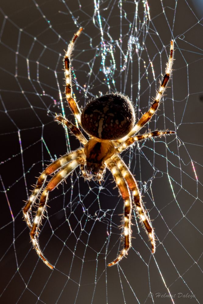 Spinne im Netz