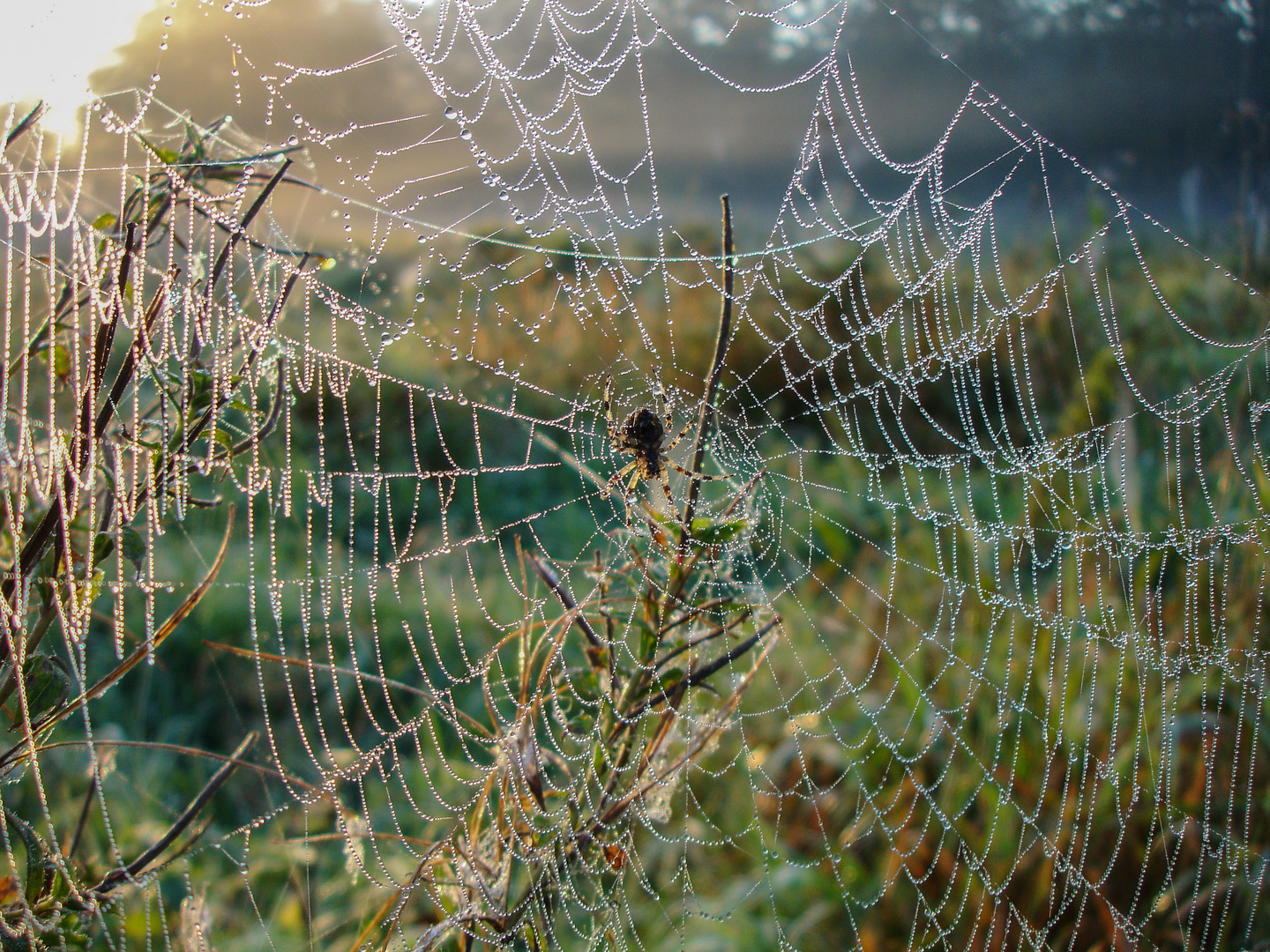 Spinne im Netz