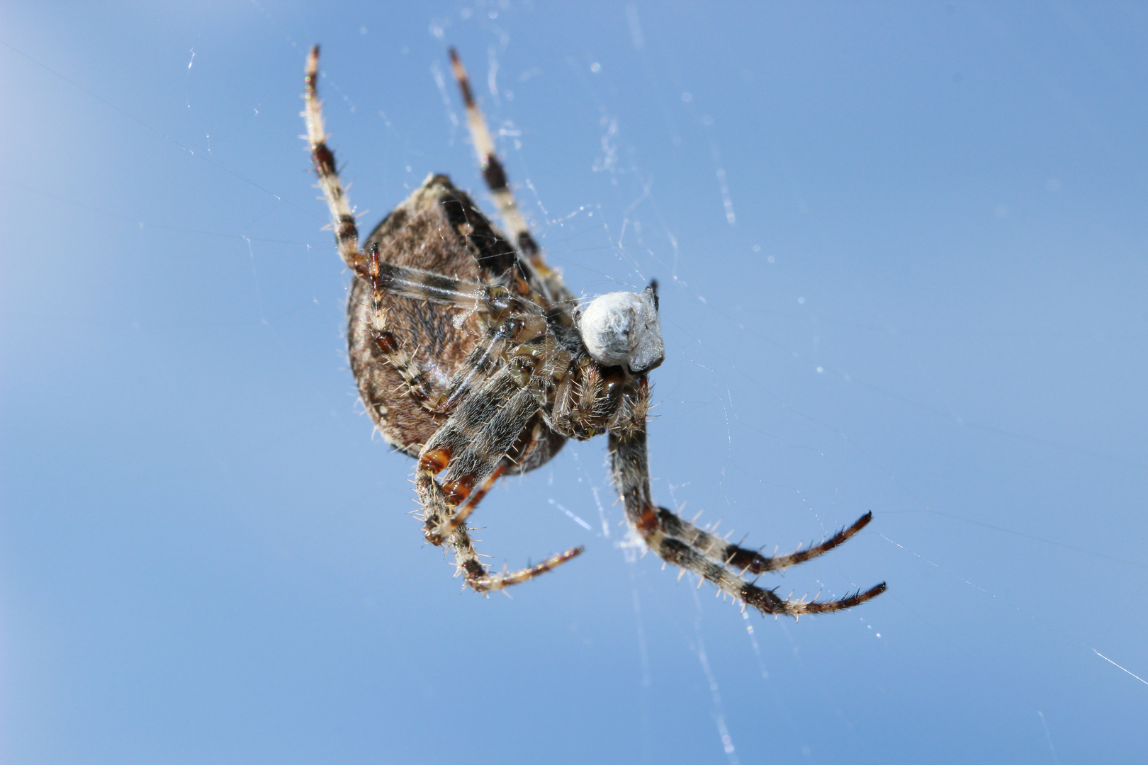 Spinne im Netz