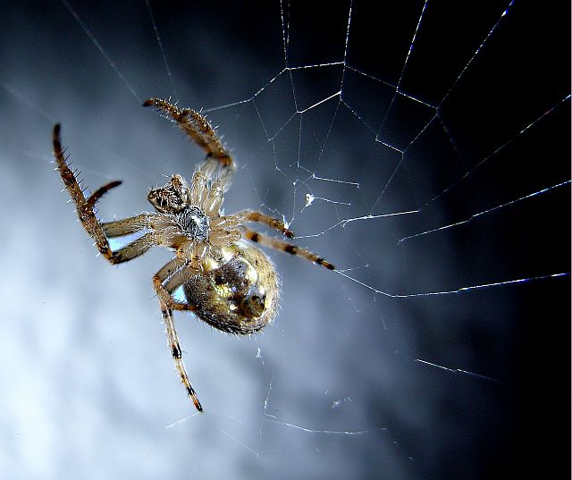 SPINNE im Netz