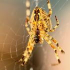 Spinne im Netz