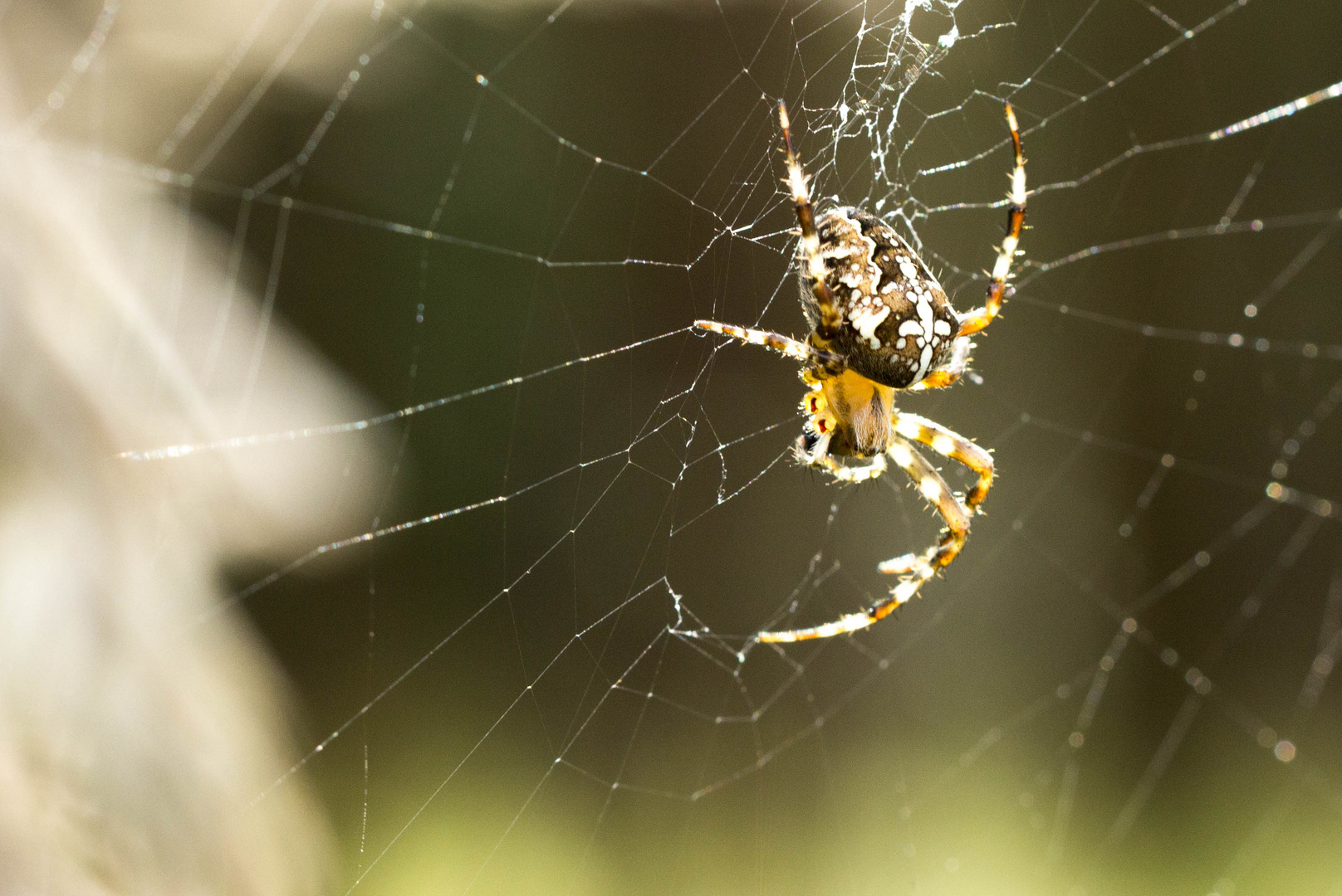 Spinne im Netz...