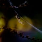 Spinne im Netz