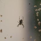 Spinne im Netz mit Samenblättchen