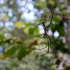 Spinne im Netz (Perspektivwechsel)