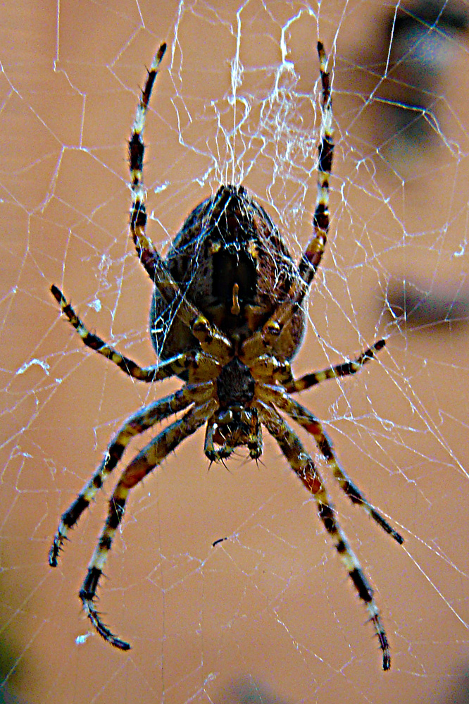 Spinne im Netz vor meinem Fenster