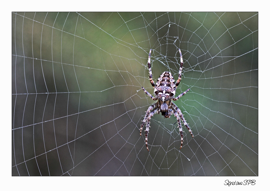 Spinne im Netz...Lauerstellung