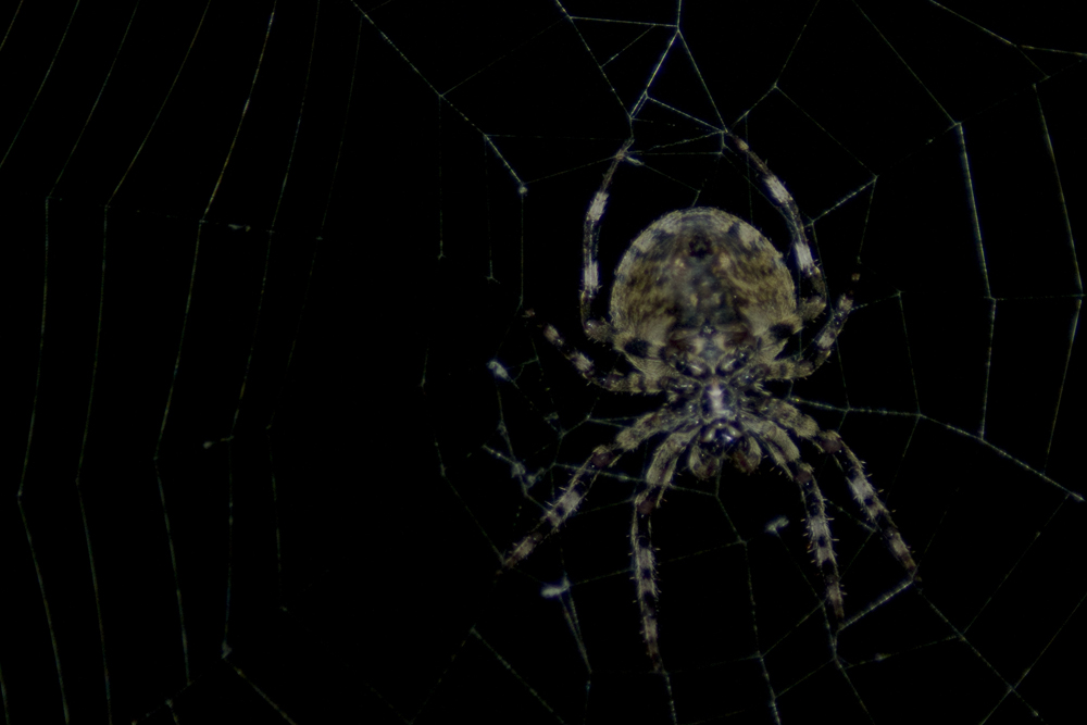Spinne im Netzzentrum