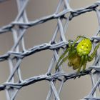 Spinne im (Nylon-)Netz