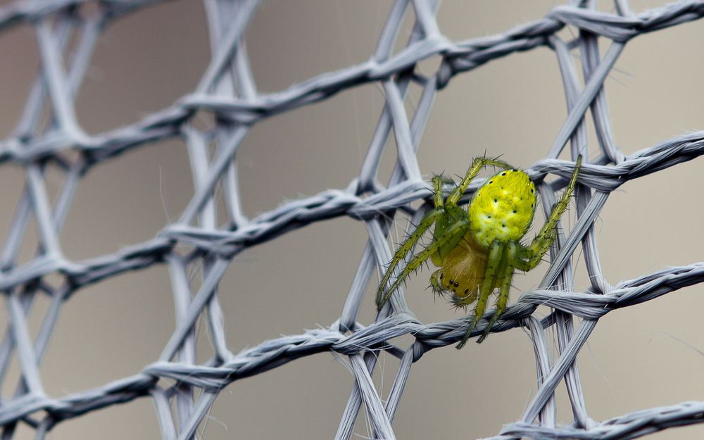 Spinne im (Nylon-)Netz