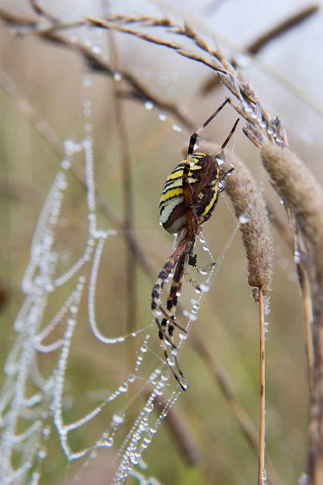 Spinne im Perlennetz