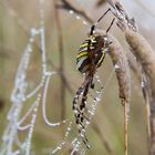 Spinne im Perlennetz