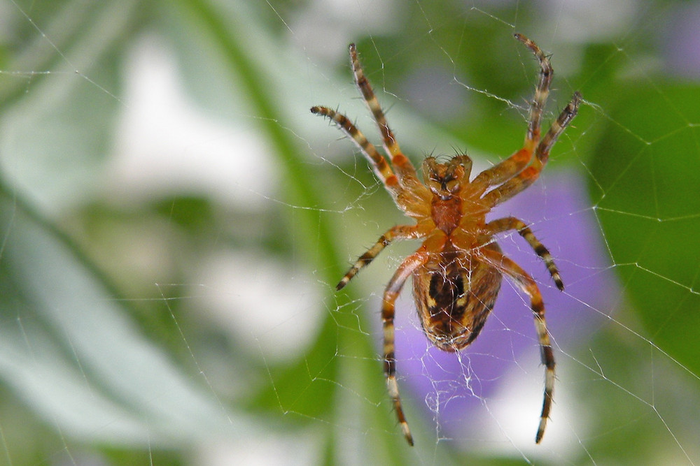 Spinne im Petunienbeet am Balkon