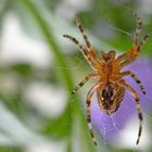 Spinne im Petunienbeet am Balkon