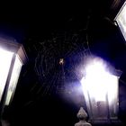 Spinne im Rampenlicht