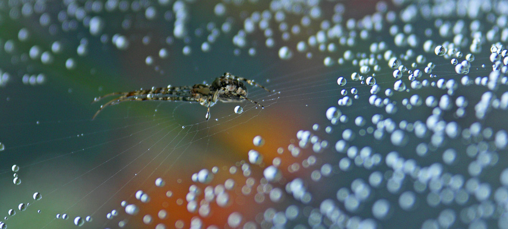 Spinne im Regen...