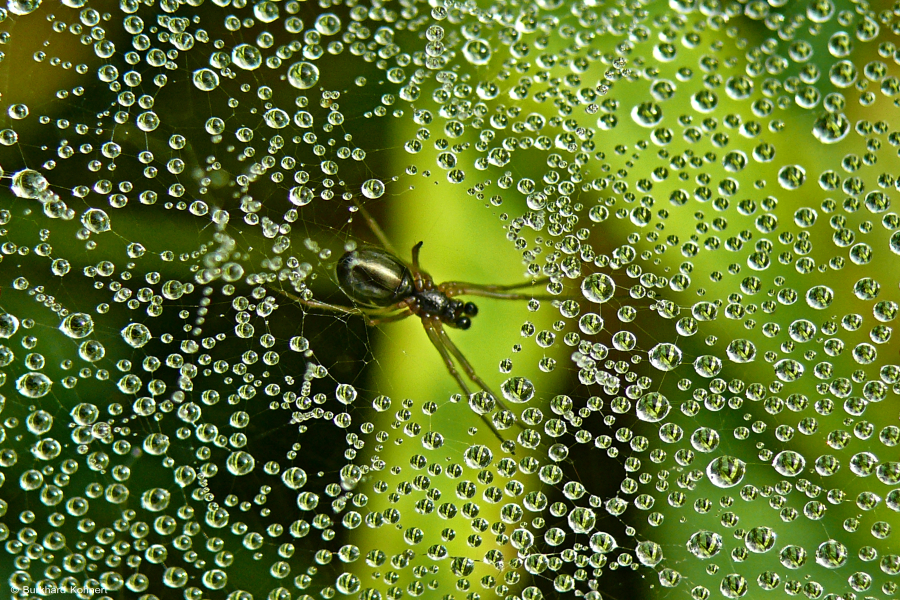 Spinne im Regennetz