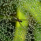 Spinne im Regennetz