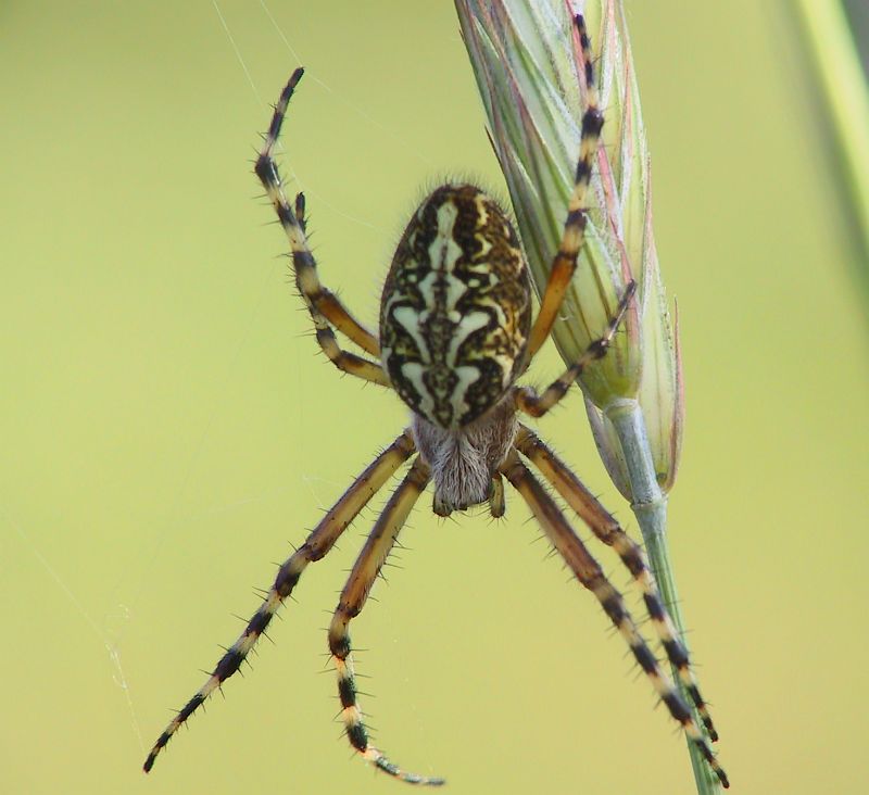 Spinne im Roggen