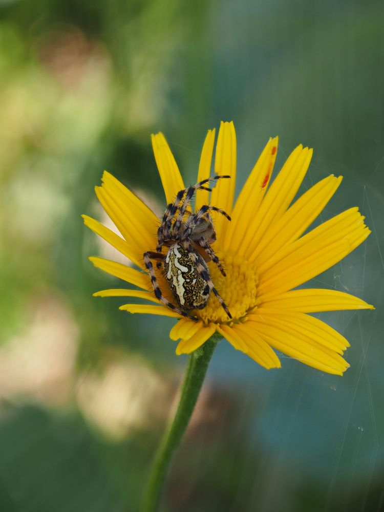 Spinne im Ruhemodus