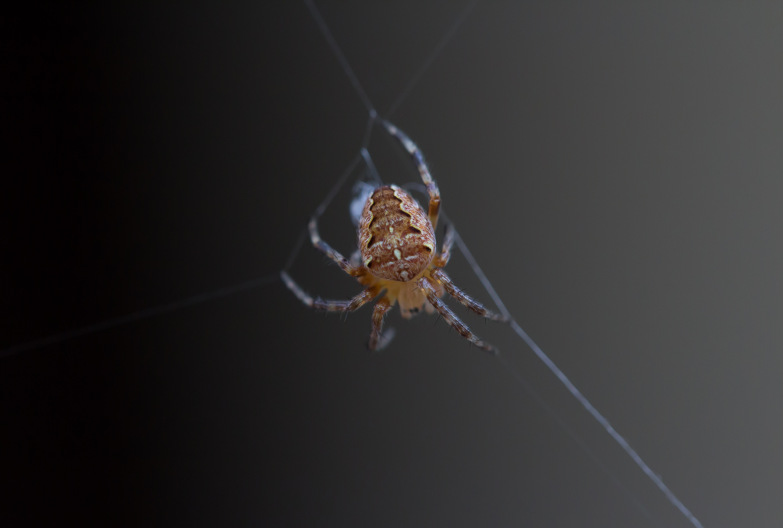 Spinne im Schattengradienten