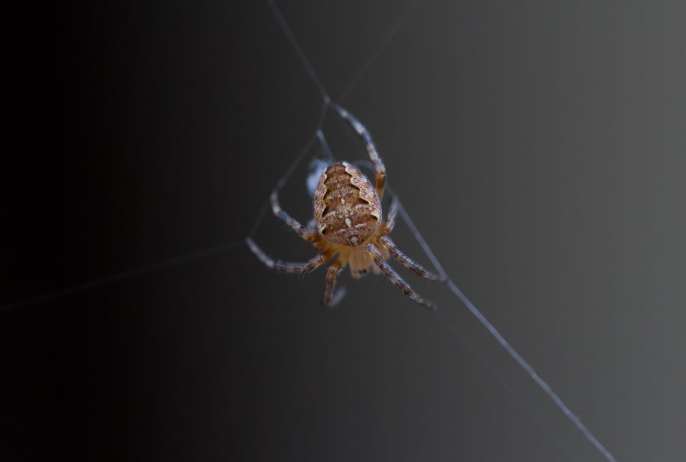 Spinne im Schattengradienten