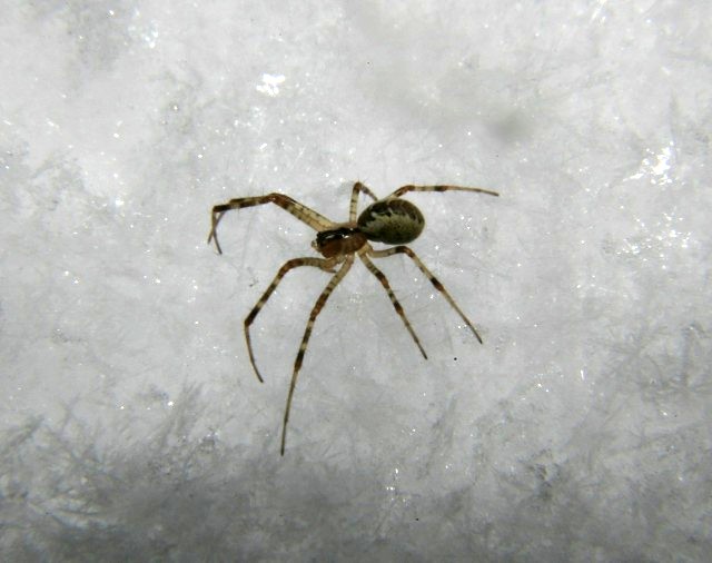 Spinne im Schnee