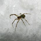 Spinne im Schnee