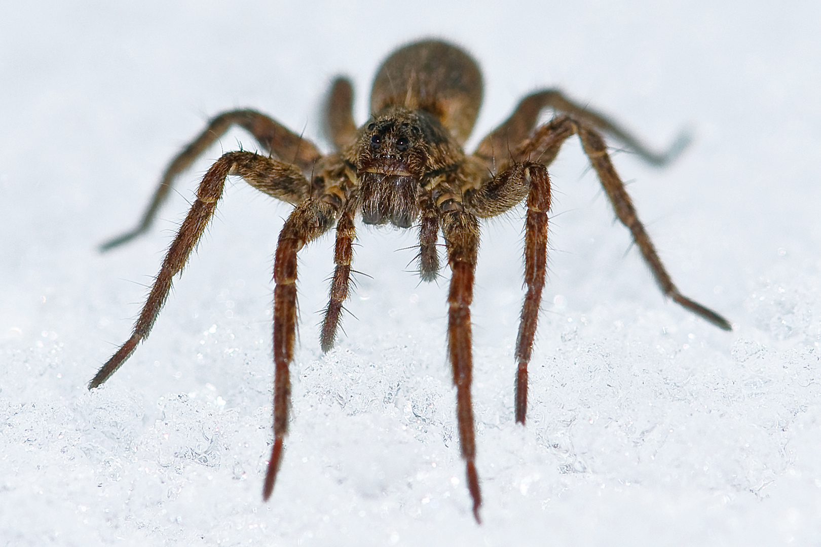 Spinne im Schnee!