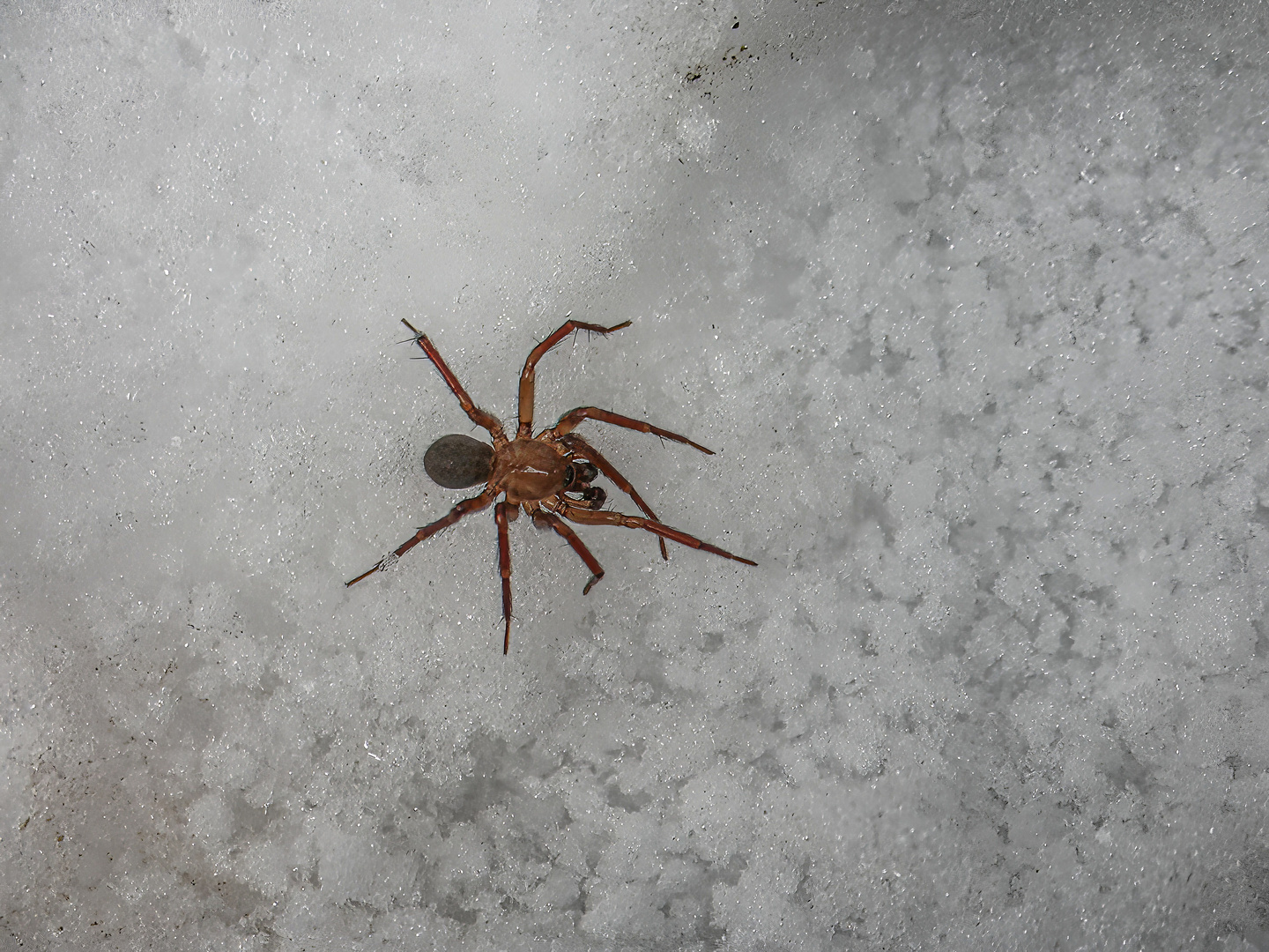 Spinne im Schnee 