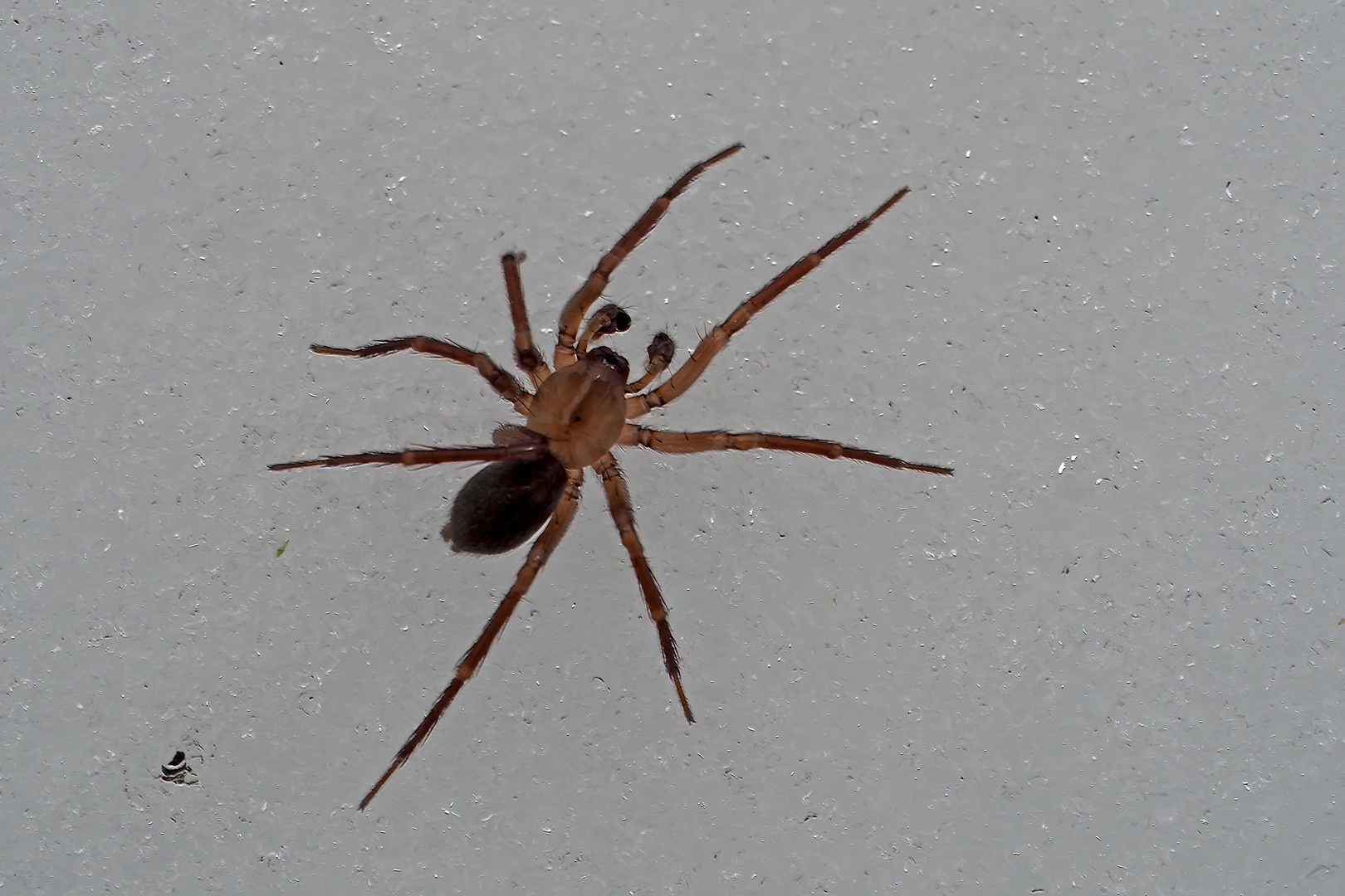 Spinne im Schnee - Une araignée dans la neige...