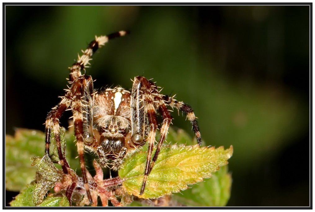 Spinne im September