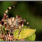 Spinne im September