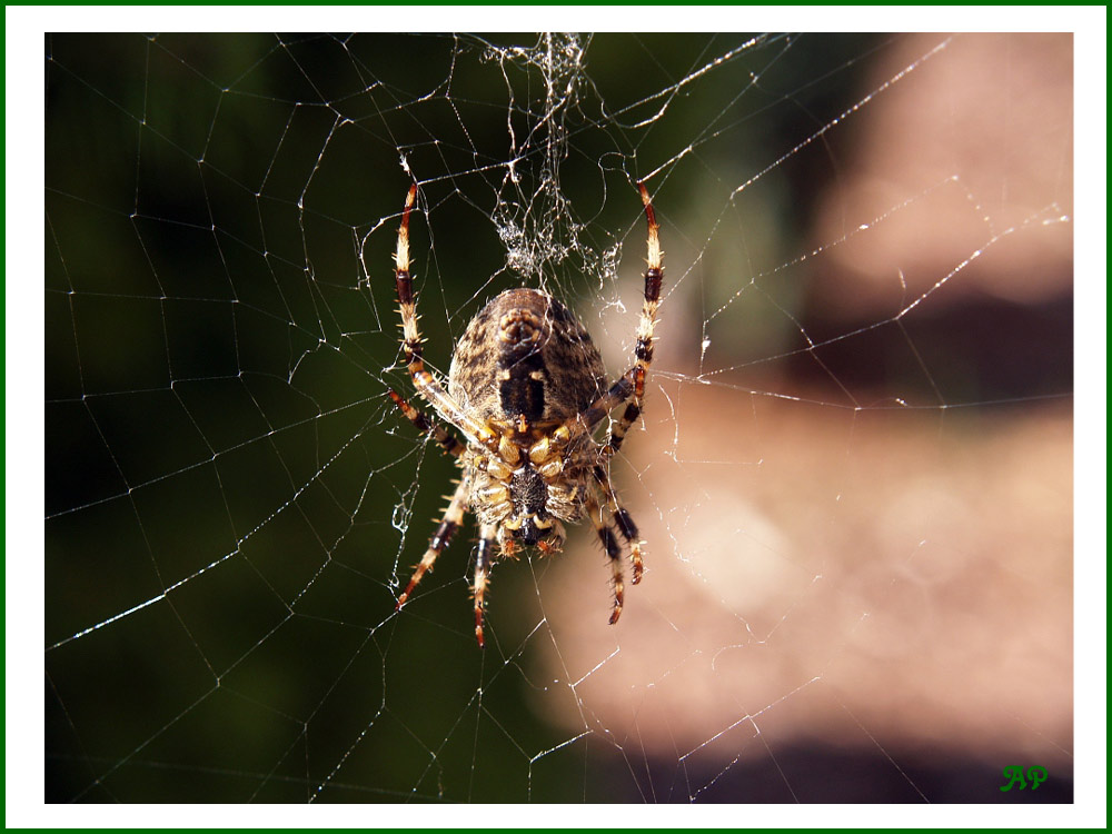 Spinne im Sonnenbad