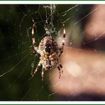 Spinne im Sonnenbad