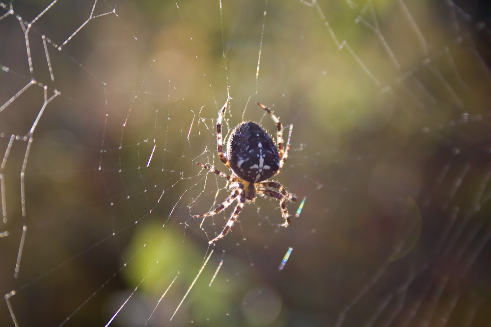 Spinne im Sonnenlicht