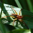 Spinne im Sonnenlicht