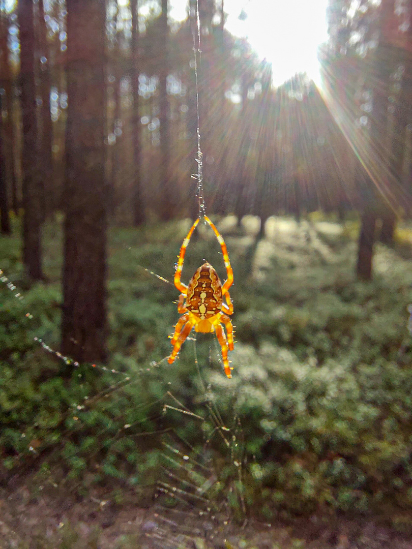 Spinne im Sonnenlicht