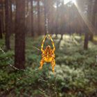 Spinne im Sonnenlicht