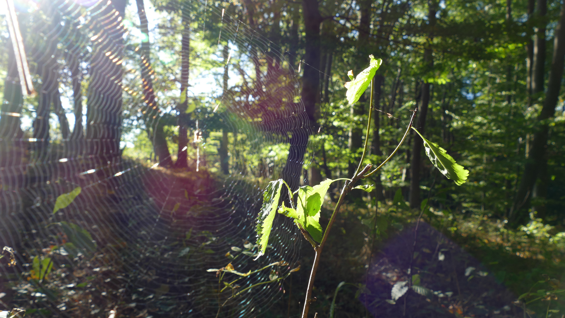 Spinne im Sonnenschein 